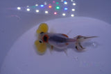 Bubble Eye  Calico 3.5 Inch (ID#311Be12c-81) Free2Day SHIPPING