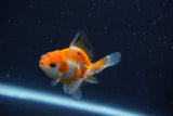 Baby Thai Oranda  Tricolor 2.5 Inch (ID#1022ToPTD-18) Free2Day SHIPPING