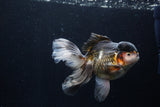 Thai Oranda  Tricolor 5.5 Inch (ID#1210To6b-104)