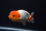 Juvenile Lionchu  Red White 3.5 Inch (ID#0107R11b-7) Free2Day SHIPPING