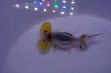 Bubble Eye  Calico 3.5 Inch (ID#311Be12c-81) Free2Day SHIPPING
