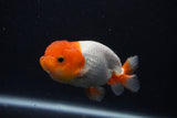 Juvenile Lionchu  Red White 3.5 Inch (ID#0107R11b-7) Free2Day SHIPPING