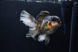 Thai Oranda  Tricolor 5.5 Inch (ID#1210To6b-104)