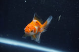 Baby Thai Oranda  Tricolor 2.5 Inch (ID#1022ToPTD-18) Free2Day SHIPPING