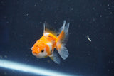 Baby Thai Oranda  Tricolor 2.5 Inch (ID#1022ToPTD-18) Free2Day SHIPPING