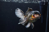 Thai Oranda  Tricolor 5.5 Inch (ID#1210To6b-104)