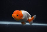 Juvenile Lionchu  Red White 3.5 Inch (ID#0107R11b-7) Free2Day SHIPPING