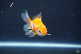 Baby Thai Oranda  Tricolor 2.5 Inch (ID#1022ToPTD-18) Free2Day SHIPPING