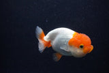 Juvenile Lionchu  Red White 3.5 Inch (ID#0107R11b-7) Free2Day SHIPPING