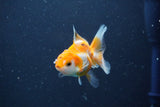 Baby Thai Oranda  Tricolor 2.5 Inch (ID#1022ToPTD-18) Free2Day SHIPPING