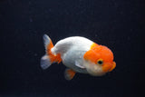 Juvenile Lionchu  Red White 3.5 Inch (ID#0107R11b-7) Free2Day SHIPPING