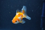 Baby Thai Oranda  Tricolor 2.5 Inch (ID#1022ToPTD-18) Free2Day SHIPPING