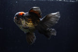 Thai Oranda  Tricolor 5.5 Inch (ID#1210To6b-105)