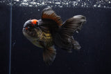 Thai Oranda  Tricolor 5.5 Inch (ID#1210To6b-105)