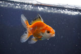 Baby Thai Oranda  Tricolor 2.5 Inch (ID#1022ToPTD-18) Free2Day SHIPPING