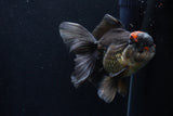 Thai Oranda  Tricolor 5.5 Inch (ID#1210To6b-105)