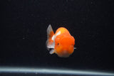 Juvenile Lionchu  Red White 3.5 Inch (ID#0107R11b-8) Free2Day SHIPPING