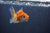 Baby Thai Oranda  Tricolor 2.5 Inch (ID#1022ToPTD-18) Free2Day SHIPPING