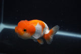 Juvenile Lionchu  Red White 3.5 Inch (ID#0107R11b-8) Free2Day SHIPPING