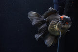 Thai Oranda  Tricolor 5.5 Inch (ID#1210To6b-105)