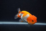 Juvenile Lionchu  Red White 3.5 Inch (ID#0107R11b-8) Free2Day SHIPPING