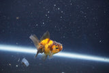 Baby Thai Oranda  Tricolor 2 Inch (ID#1022ToPTD-19) Free2Day SHIPPING