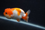 Juvenile Lionchu  Red White 3.5 Inch (ID#0107R11b-8) Free2Day SHIPPING