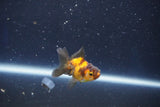 Baby Thai Oranda  Tricolor 2 Inch (ID#1022ToPTD-19) Free2Day SHIPPING