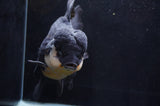 Giant Thai Oranda  Panda 8.5 Inch (ID#411T5a-126)