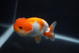 Juvenile Lionchu  Red White 3.5 Inch (ID#0107R11b-8) Free2Day SHIPPING