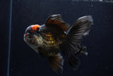 Thai Oranda  Tricolor 5.5 Inch (ID#1210To6b-105)