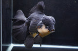 Giant Thai Oranda  Panda 8.5 Inch (ID#411T5a-126)
