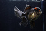 Thai Oranda  Tricolor 5.5 Inch (ID#1210To6b-105)