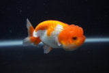 Juvenile Lionchu  Red White 3.5 Inch (ID#0107R11b-8) Free2Day SHIPPING