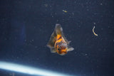 Baby Thai Oranda  Tricolor 2 Inch (ID#1022ToPTD-19) Free2Day SHIPPING