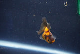 Baby Thai Oranda  Tricolor 2 Inch (ID#1022ToPTD-19) Free2Day SHIPPING