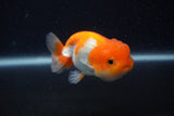 Juvenile Lionchu  Red White 3.5 Inch (ID#0107R11b-8) Free2Day SHIPPING