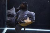 Giant Thai Oranda  Panda 8.5 Inch (ID#411T5a-126)