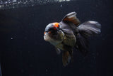 Thai Oranda  Tricolor 5.5 Inch (ID#1210To6b-105)