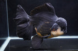 Giant Thai Oranda  Panda 8.5 Inch (ID#411T5a-126)