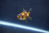 Baby Thai Oranda  Tricolor 2 Inch (ID#1022ToPTD-19) Free2Day SHIPPING