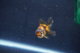 Baby Thai Oranda  Tricolor 2 Inch (ID#1022ToPTD-19) Free2Day SHIPPING