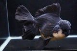 Giant Thai Oranda  Panda 8.5 Inch (ID#411T5a-126)