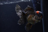 Thai Oranda  Tricolor 5.5 Inch (ID#1210To6b-105)