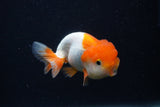 Juvenile Lionchu  Red White 3.5 Inch (ID#0107R11b-9) Free2Day SHIPPING