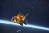 Baby Thai Oranda  Tricolor 2 Inch (ID#1022ToPTD-19) Free2Day SHIPPING