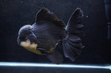 Giant Thai Oranda  Panda 8.5 Inch (ID#411T5a-126)