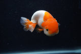 Juvenile Lionchu  Red White 3.5 Inch (ID#0107R11b-9) Free2Day SHIPPING