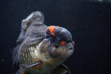 Thai Oranda  Tricolor 5.5 Inch (ID#1210To6b-105)