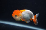 Juvenile Lionchu  Red White 3.5 Inch (ID#0107R11b-9) Free2Day SHIPPING